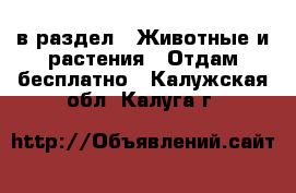  в раздел : Животные и растения » Отдам бесплатно . Калужская обл.,Калуга г.